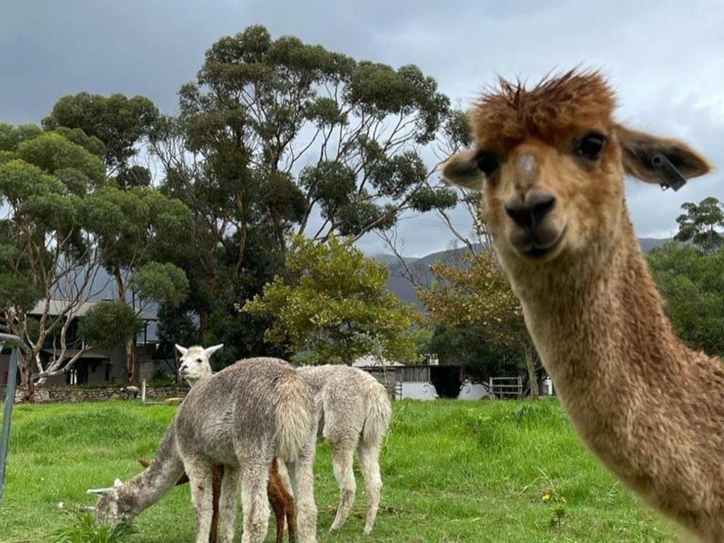 Rivergate Guest Farm Stanford Luaran gambar