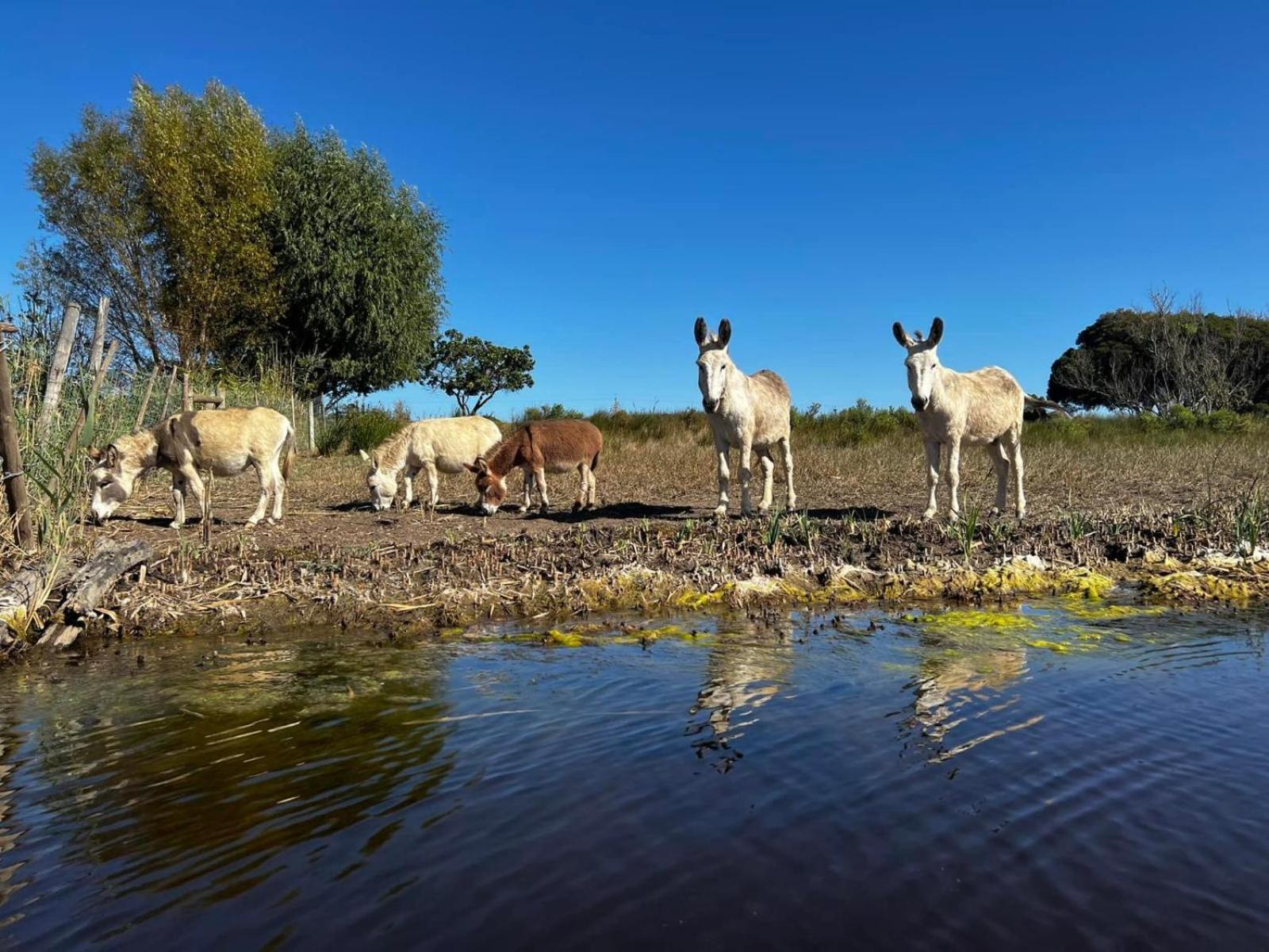 Rivergate Guest Farm Stanford Luaran gambar
